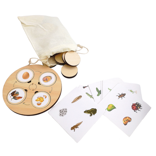 Biological Chain Toy( Life Cycle) - Hakko Toys