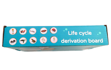Load image into Gallery viewer, Biological Chain Toy( Life Cycle) - Hakko Toys